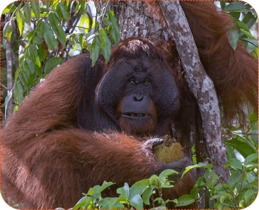 Borneo project