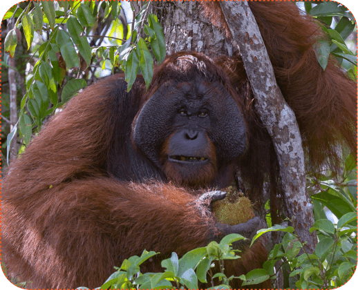 Borneo Reserve