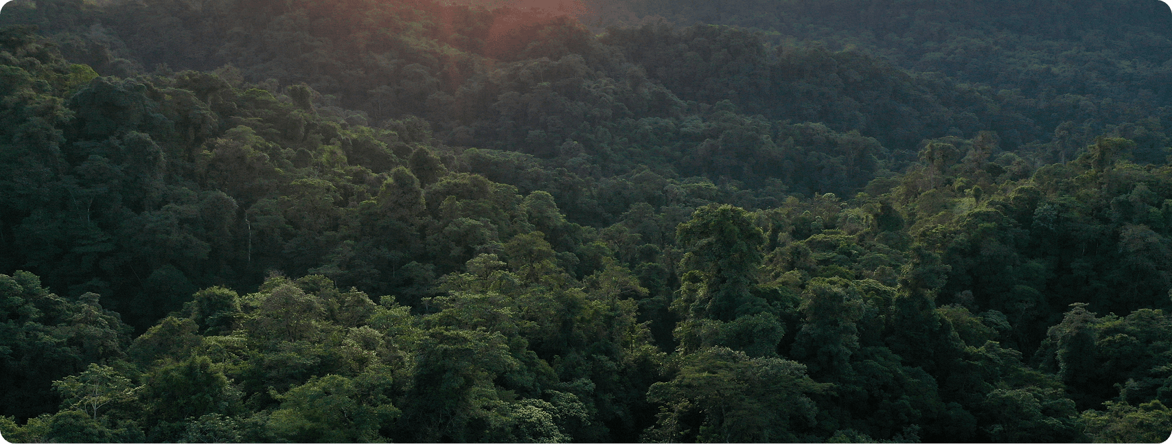 Carbon Removal Credits