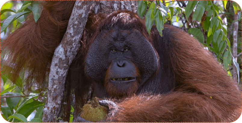 Borneo project