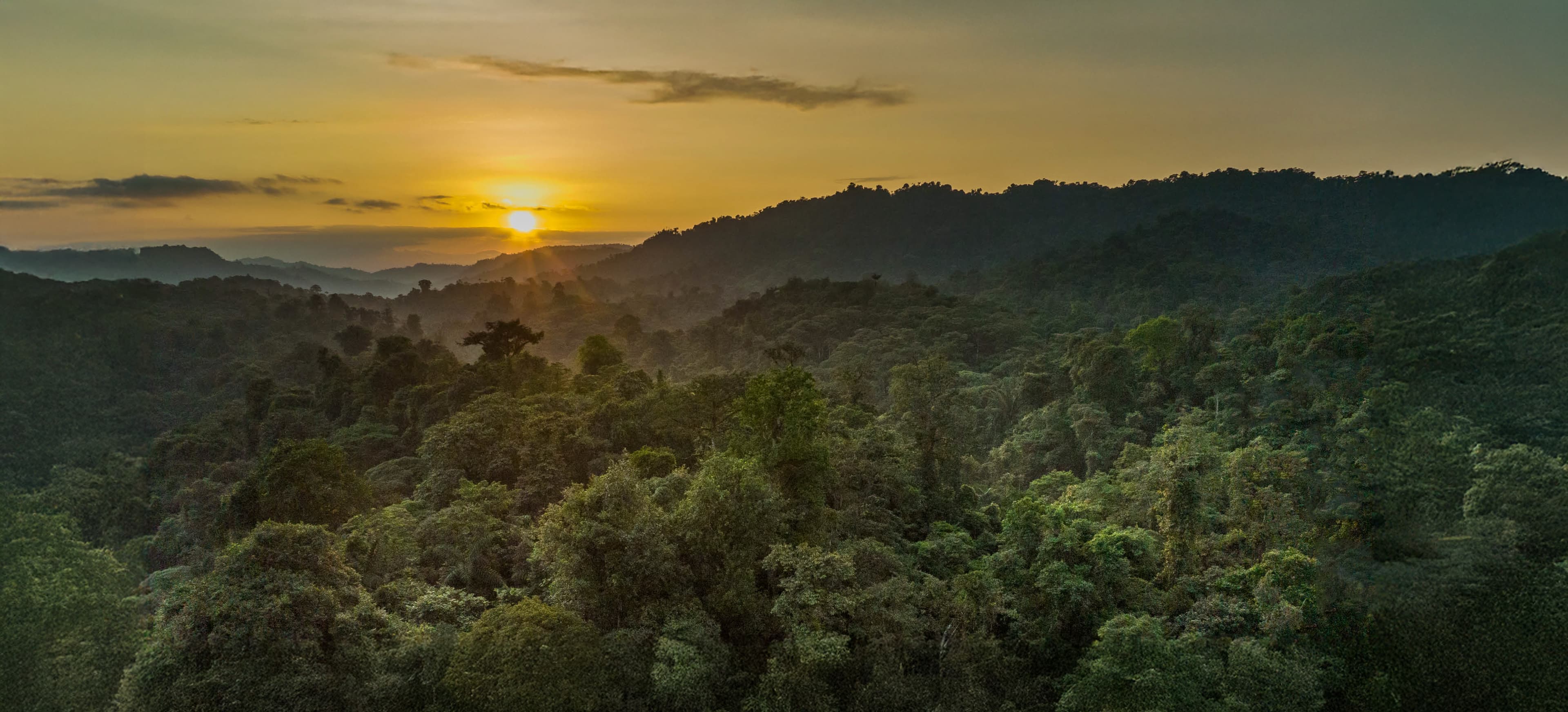 Tropical forest conservation