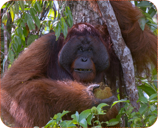 Borneo Reserve