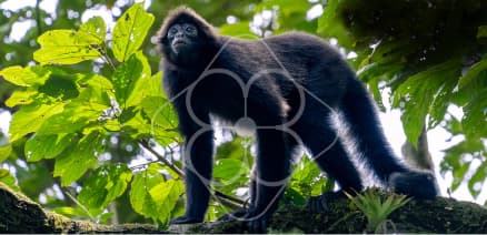 BROWN-HEADED SPIDER MONKEY